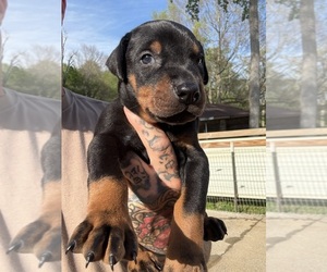 Doberman Pinscher Puppy for sale in NEWTON, NC, USA