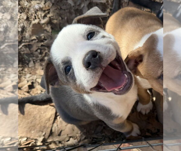 Medium Photo #6 Australian Shepherd-Unknown Mix Puppy For Sale in OKLAHOMA CITY, OK, USA