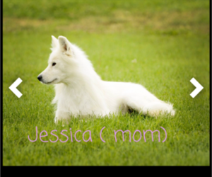 Mother of the Samoyed puppies born on 09/10/2023
