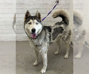 Siberian Husky Dogs for adoption in San Bernardino, CA, USA