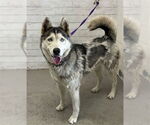 Small Siberian Husky