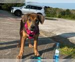 Small Labrador Retriever Mix