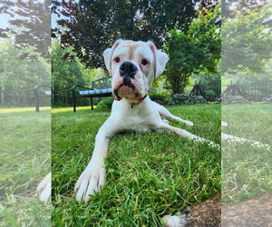 Boxer Dogs for adoption in Woodbury, MN, USA