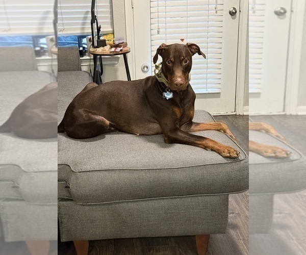 Medium Photo #1 Doberman Pinscher Puppy For Sale in AUSTIN, TX, USA