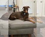Small Photo #1 Doberman Pinscher Puppy For Sale in AUSTIN, TX, USA
