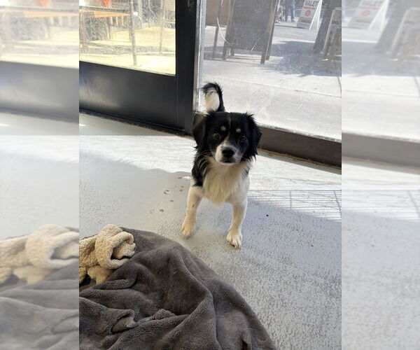 Medium Photo #2 Mutt Puppy For Sale in Studio City, CA, USA