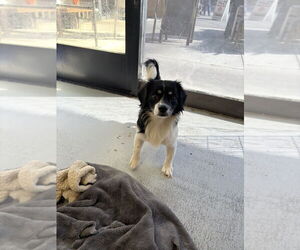 Chavelle 2272 - Male Mutt Dog for Adoption - Photo #2