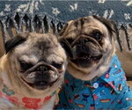 Small #8 Pug