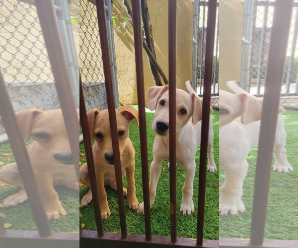 Medium Photo #3 Labrador Retriever-Unknown Mix Puppy For Sale in Pompano Beach , FL, USA