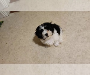 Mal-Shi Puppy for sale in TRENTON, NJ, USA