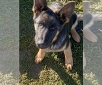 Small Photo #2 German Shepherd Dog Puppy For Sale in ELLENVILLE, NY, USA