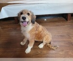 Small Photo #86 Bernedoodle (Miniature) Puppy For Sale in BLACK FOREST, CO, USA