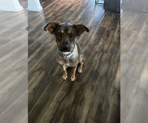 Mutt Dogs for adoption in Rosenberg, TX, USA