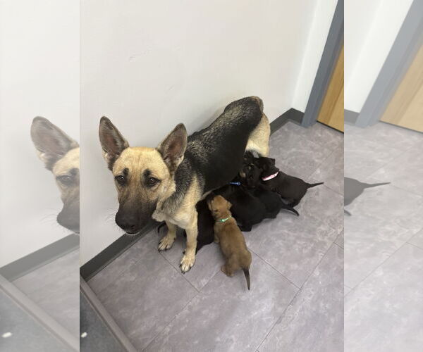 Medium Photo #3 German Shepherd Dog Puppy For Sale in Holly Springs, NC, USA