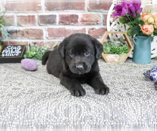 Medium Photo #4 Labrador Retriever Puppy For Sale in SYRACUSE, IN, USA