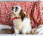 Small #8 Shih Tzu