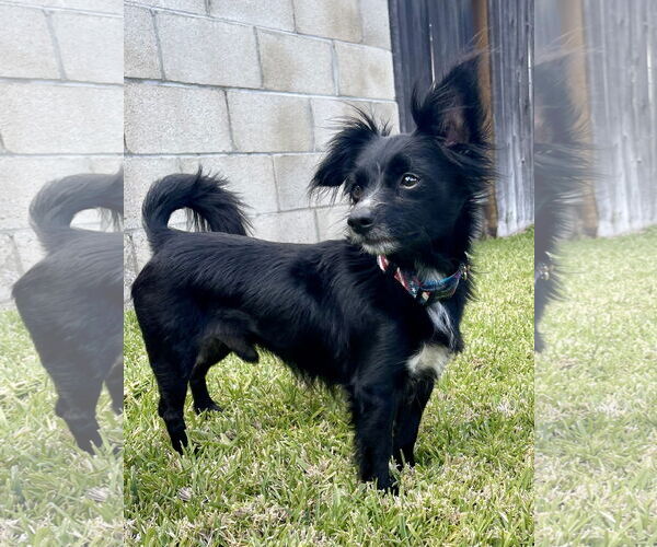 Medium Photo #4 Chion Puppy For Sale in Dana Point, CA, USA