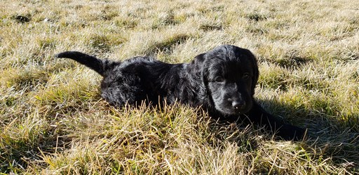 Medium Photo #7 Labradoodle Puppy For Sale in CO SPGS, CO, USA