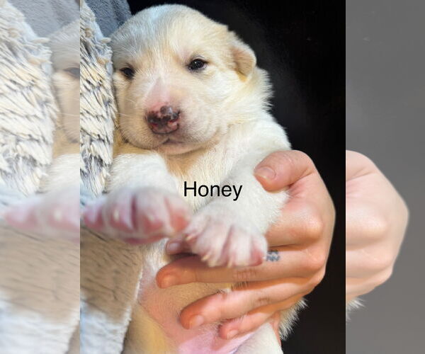 Medium Photo #2 Pyrenees Husky Puppy For Sale in Bellevue, WA, USA