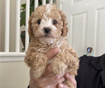 Small Photo #2 Maltese-Maltipoo Mix Puppy For Sale in ADELANTO, CA, USA