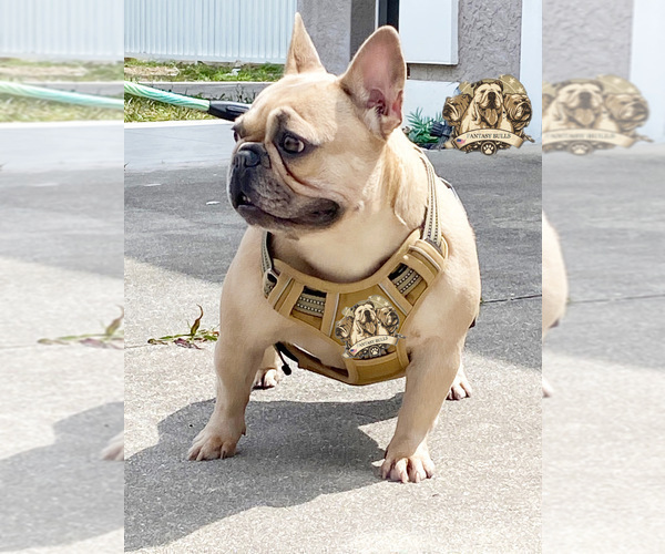 Medium Photo #1 French Bulldog Puppy For Sale in LEHIGH ACRES, FL, USA