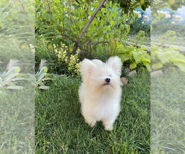 Medium Photo #3 Bichon Frise-Morkie Mix Puppy For Sale in Chisinau, Chisinau Municipality, Moldova