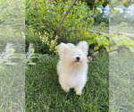 Small #2 Bichon Frise-Morkie Mix
