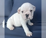 Small Photo #44 English Bulldog Puppy For Sale in WEEKI WACHEE, FL, USA