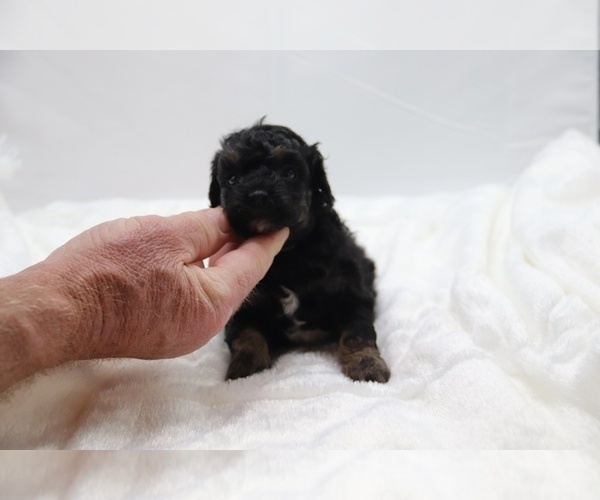 Medium Photo #8 Cockapoo Puppy For Sale in RIPLEY, TN, USA