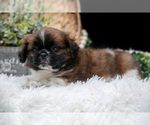 Small #1 Shih Tzu