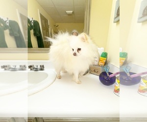 Medium Pomeranian