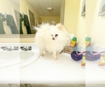 Small Pomeranian