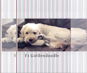 Mother of the Goldendoodle puppies born on 11/14/2023