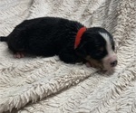 Puppy 6 Greater Swiss Mountain Dog