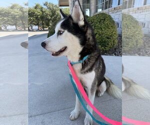 Frey *Foster Needed* - Male Siberian Husky Dog for Adoption - Photo #5
