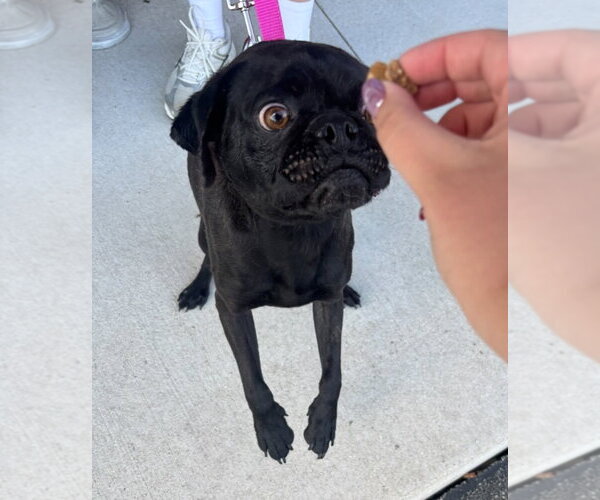 Medium Photo #5 Pug-Unknown Mix Puppy For Sale in Grafton, WI, USA