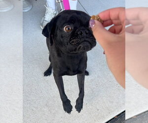 Tug - Male Pug-Unknown Mix Dog for Adoption - Photo #5