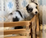 Small #5 Shetland Sheepdog