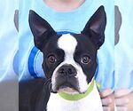 Small Boston Terrier