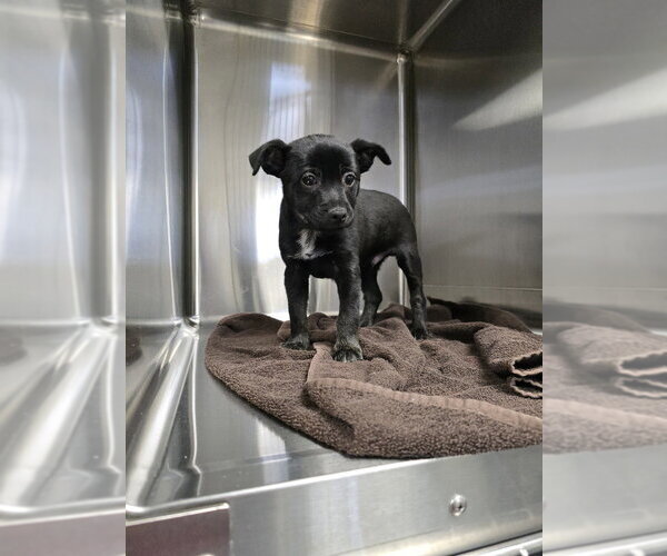 Medium Photo #11 Mutt Puppy For Sale in Evansville, IN, USA