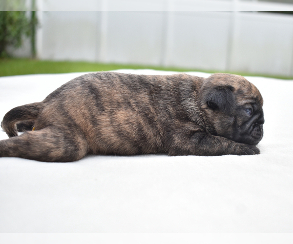 Medium Photo #7 Pug Puppy For Sale in PALM COAST, FL, USA