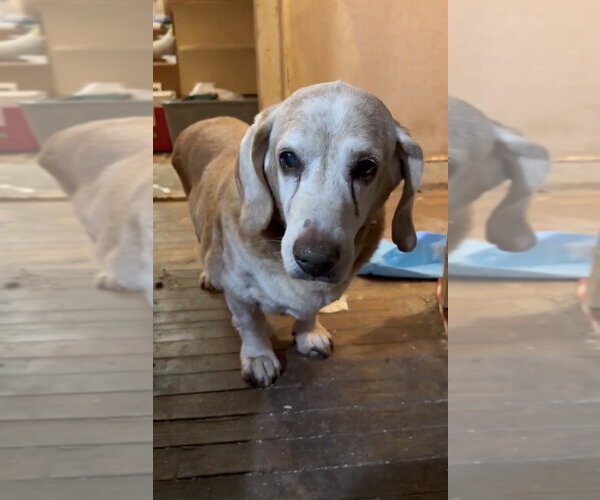 Medium Photo #1 Basset Hound-Unknown Mix Puppy For Sale in Mooresville, NC, USA