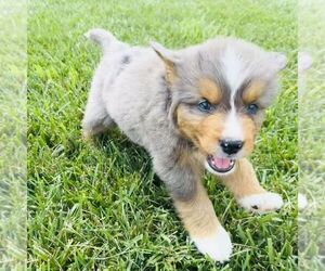 Bernedoodle (Miniature) Puppy for sale in GORDONVILLE, PA, USA