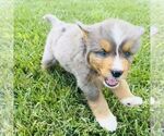 Small Bernedoodle (Miniature)