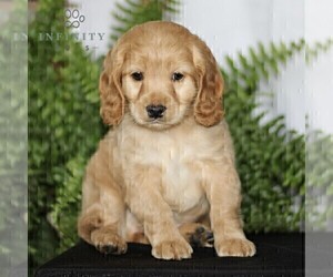 Cock-A-Poo Puppy for sale in CHRISTIANA, PA, USA