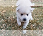 Small Photo #8 Pomsky Puppy For Sale in OGDEN, UT, USA