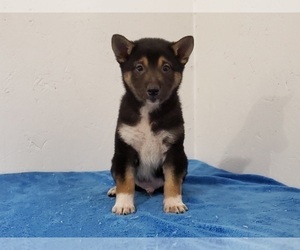 Shiba Inu Puppy for sale in CLARK, MO, USA