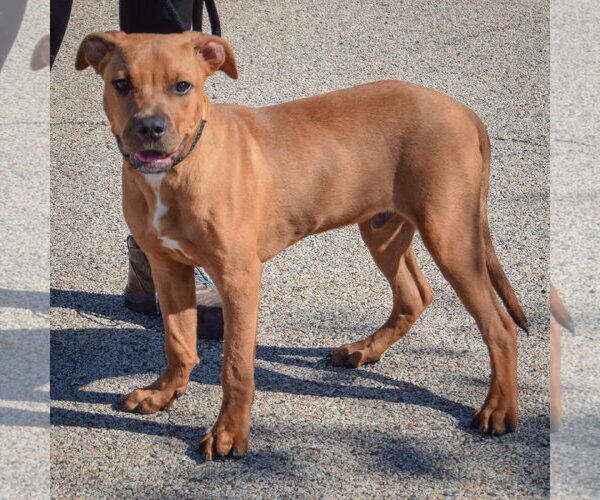Medium Photo #2 American Staffordshire Terrier-Rottweiler Mix Puppy For Sale in Huntley, IL, USA