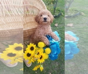 Poodle (Toy) Puppy for sale in NORTH HIGHLANDS, CA, USA