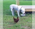 Small Photo #38 Dogo Argentino Puppy For Sale in PINEVILLE, MO, USA